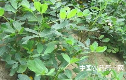 花生中后期注意防治病虫害