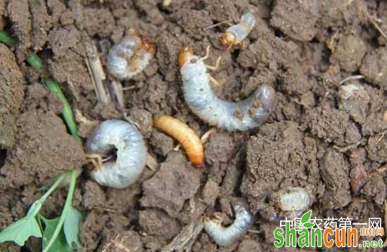 花生地下害虫的防治方法