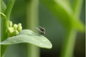 花生田灰地种蝇的危害症状和防治方法
