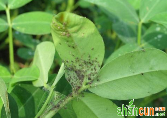 花生蚜虫有哪些危害症状？如何防治？