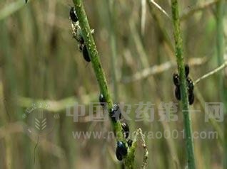  油菜大猿叶甲防治方法