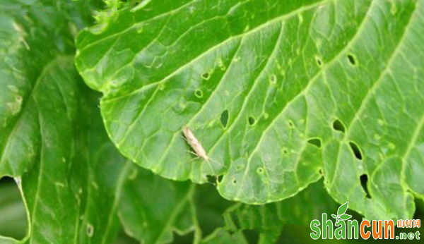 油菜如何科学防治小菜蛾？