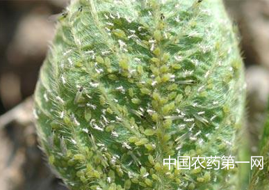 豆类大豆蚜的危害症状和防治方法