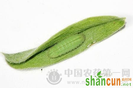 大豆豆灰蝶怎样防治