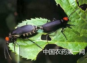 如何防治大豆豆芜菁？