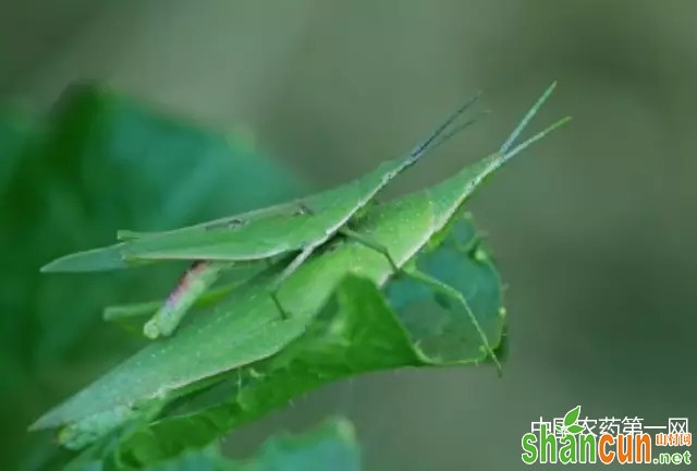 大豆短额负蝗的防治方法