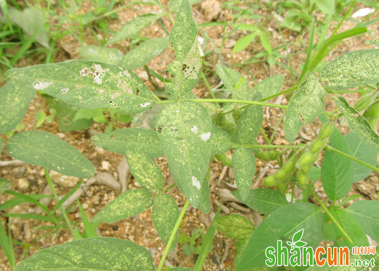 大豆上常出现的虫害有哪些？如何防治？