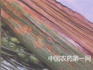 黍稷霉点病