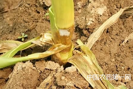 玉米茎基腐病发生原因及防治