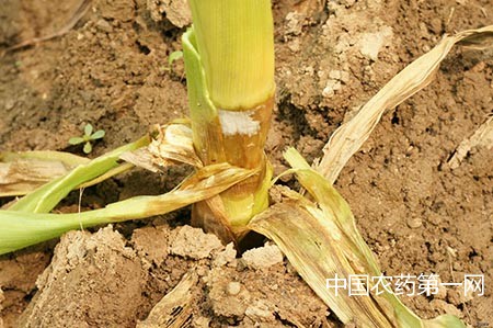 玉米茎基腐病该如何防治？