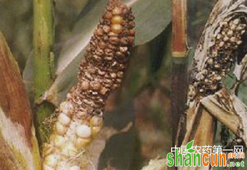 玉米色二孢穗腐病