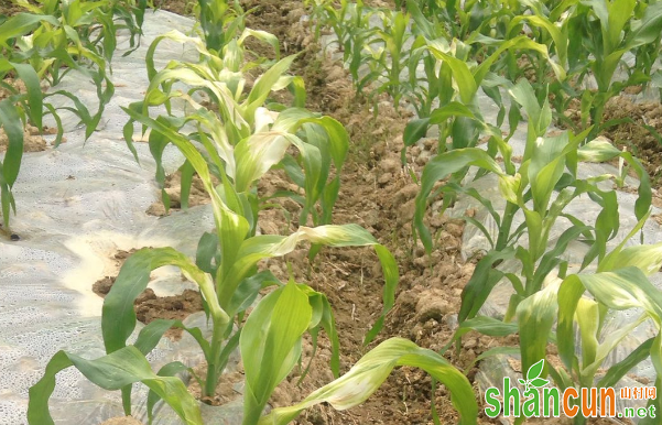 如何正确使用玉米苗后除草剂？
