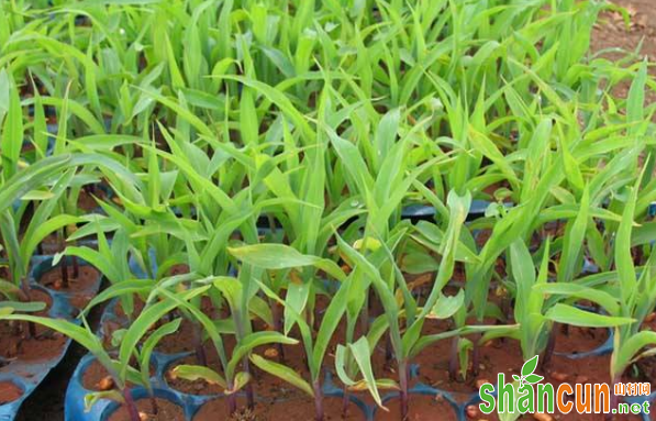 玉米田苗后除草剂使用的注意事项有哪些？