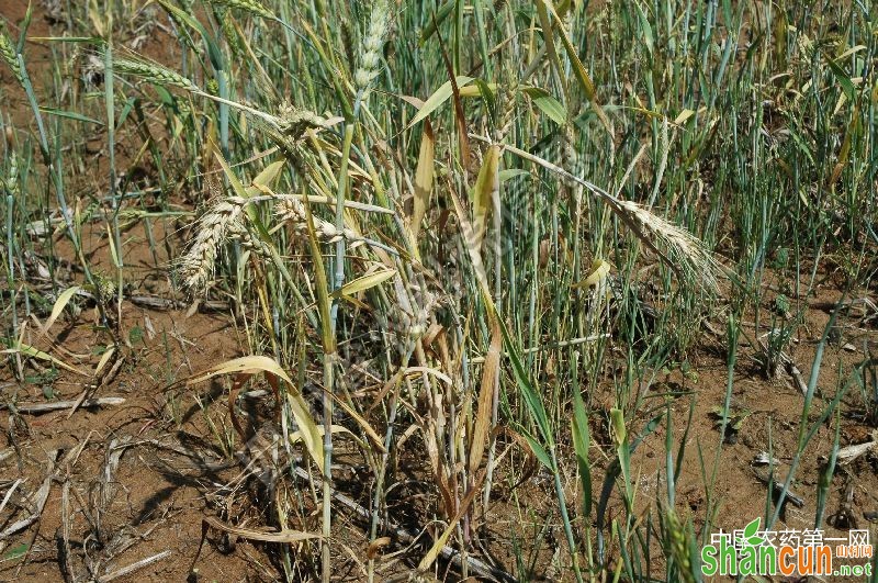如何防治小麦全蚀病