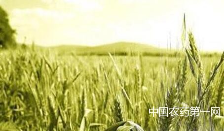 小麦缺锰型黄苗的防治方法