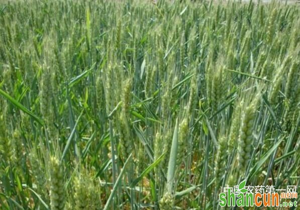 小麦干热风预防