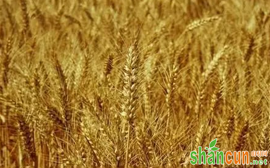 如何科学防治小麦干热风？