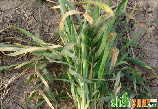 小麦土传花叶病有何危害？如何防治？