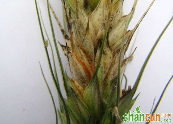 防控小麦赤霉病有哪些原则?
