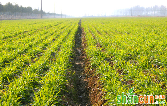 春小麦田间杂草应该怎么防治？