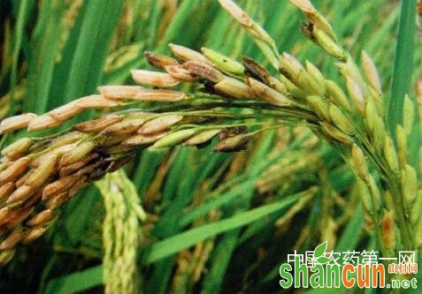 水稻稻粒黑粉病的药剂防治