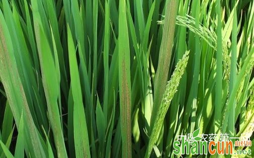 水稻孕穗期常见病虫害的防治方法