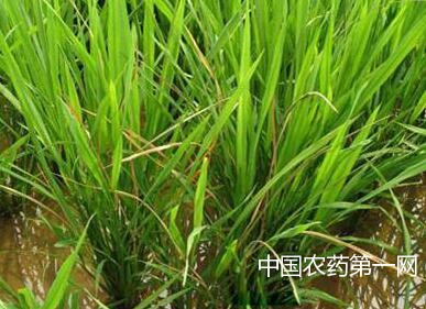 水稻病虫害的防治