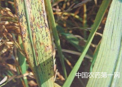 水稻叶黑肿病如何防治？