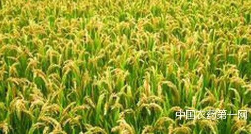 水稻主要病害及药剂防治