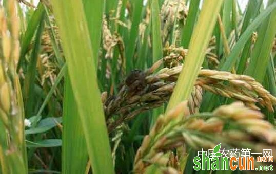 晚稻稻曲病的防治措施