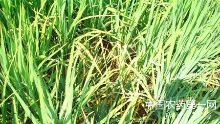 如何防治水稻黄叶病的方法