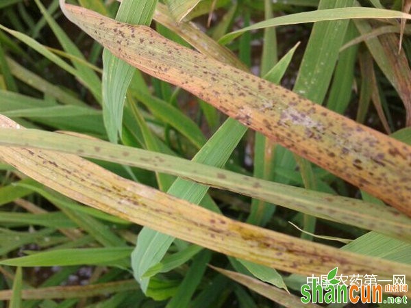 水稻细菌性褐斑病及其预防措施