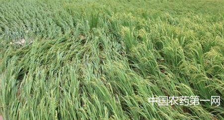 水稻发生倒伏应注意的几点措施