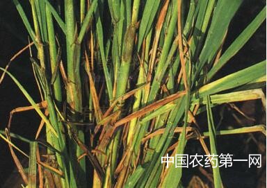 水稻烂秧的防治方法