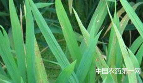 如何防治水稻缺锌？