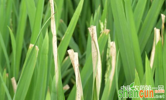 　水稻白叶枯病的防治方法