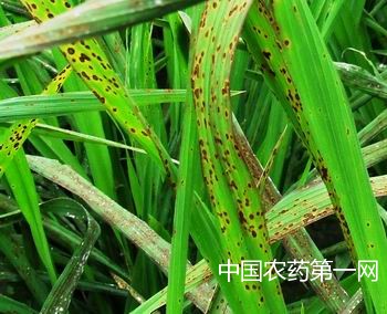 水稻胡麻叶斑病的识别及防治