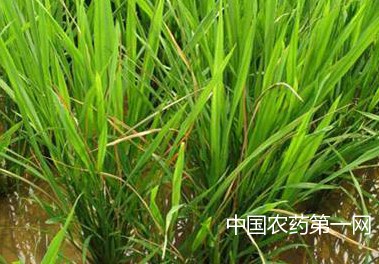 水稻病虫害生物防治方法