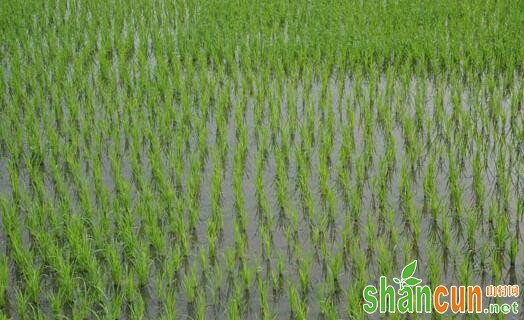 影响水稻除草剂药效的因素有哪些？