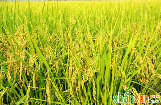 如何防治水稻贪青？