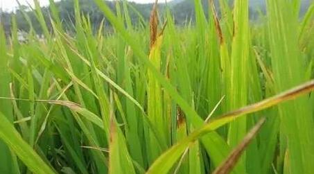 水稻孕穗期叶子变红的防治方法