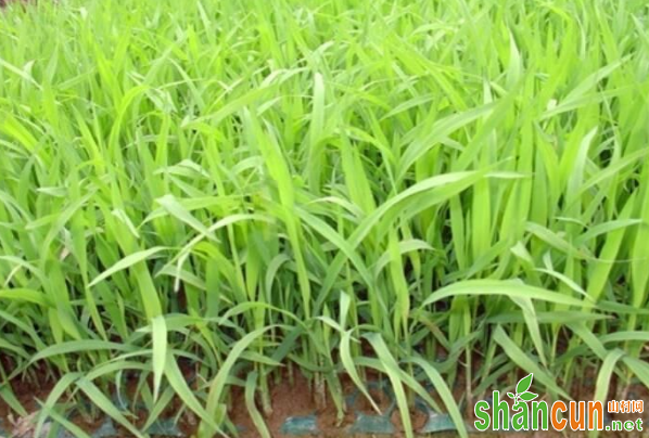 水稻两叶一心时期如何防控低温危害？