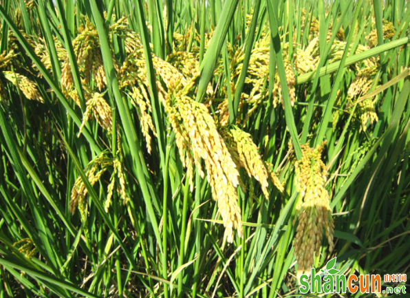 水稻缺锌有哪些症状？如何防治？