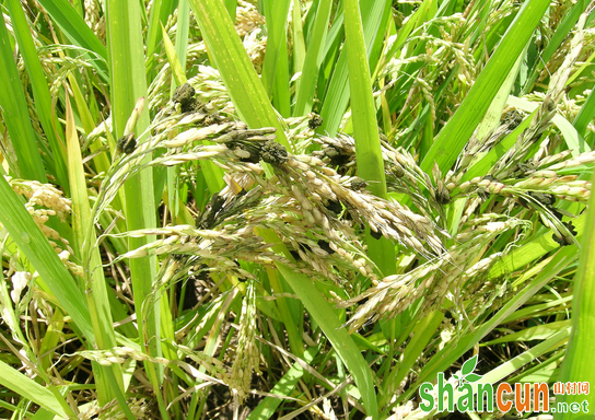 水稻如何科学防治稻曲病？