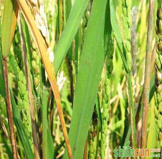 水稻叶鞘腐败病有何危害症状？如何防治？