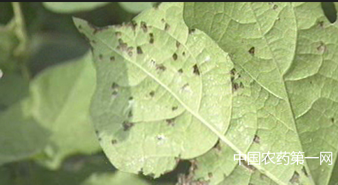 棉花细菌性角斑病