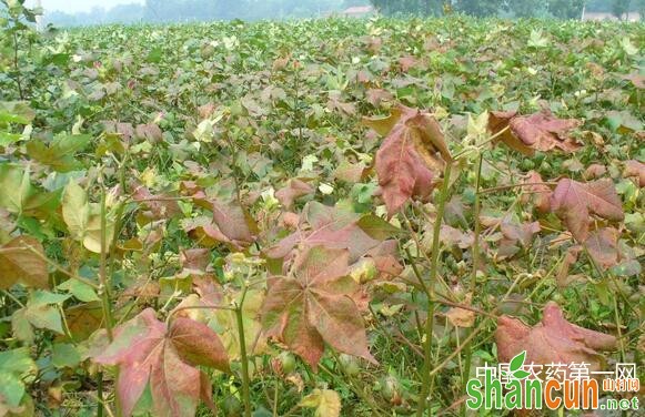棉花红叶枯病防治方法