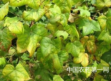 棉花红叶茎枯病如何防治？