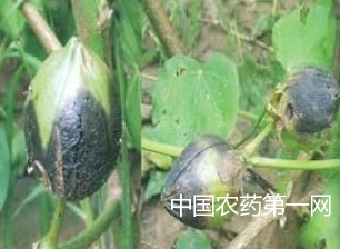 棉花铃病的防治措施