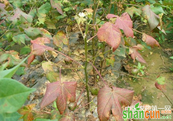 棉花红叶茎枯病的防治方法